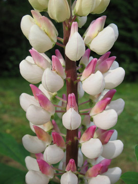 Lupin（羽扇豆）；家庭Fabaceae