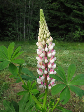 Lupin（羽扇豆）；家庭Fabaceae