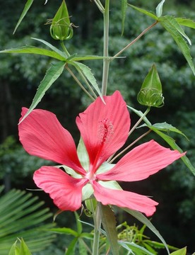 一個(gè)奇異的沼澤芙蓉花