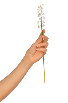 山谷的百合花