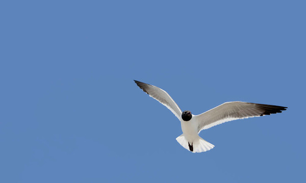 飛行的鳥