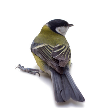 大山雀；Parus Major