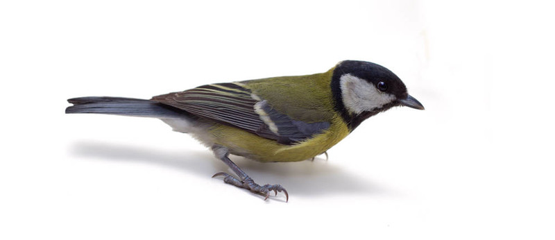 大山雀；Parus Major
