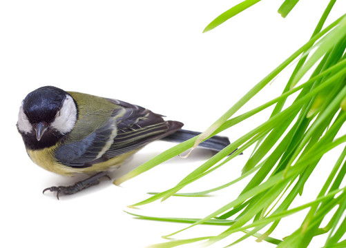 大山雀；Parus Major
