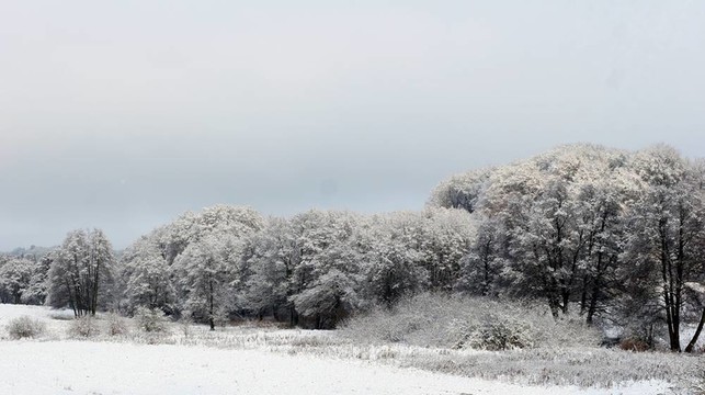 氣候；寒冷；丹麥；森林；森林；Frozen；自然