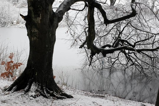 氣候；寒冷；丹麥；森林；森林；Frozen；自然