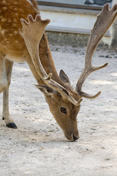 Cervus Dama鹿