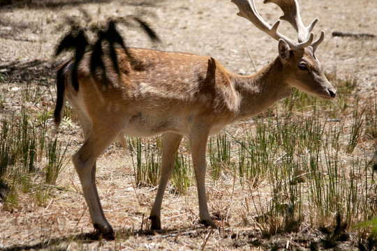 Cervus Dama鹿