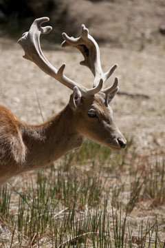 Cervus Dama鹿