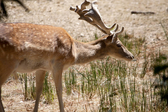 Cervus Dama鹿