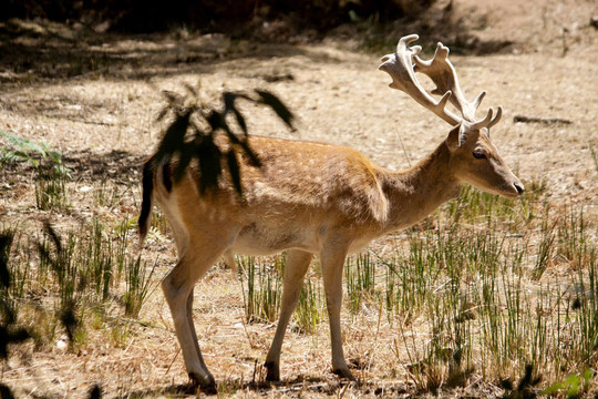 Cervus Dama鹿