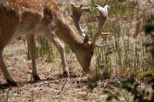 Cervus Dama鹿