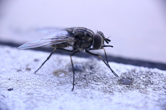 蒼蠅