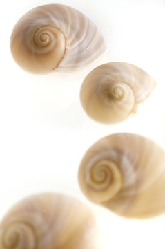 海貝殼