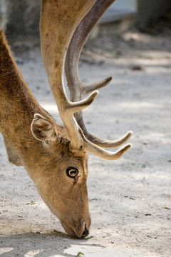 Cervus Dama鹿