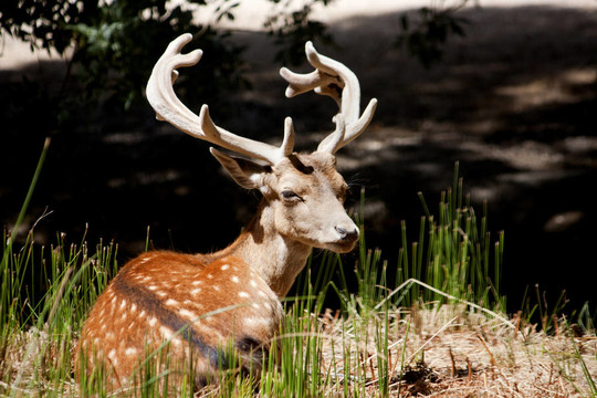 Cervus Dama鹿