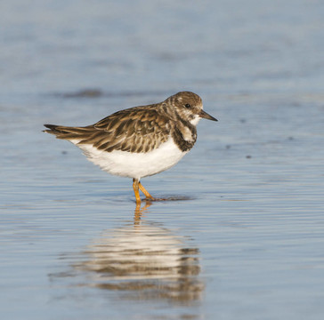 Ruddy Turnstone；Arenaria的任何