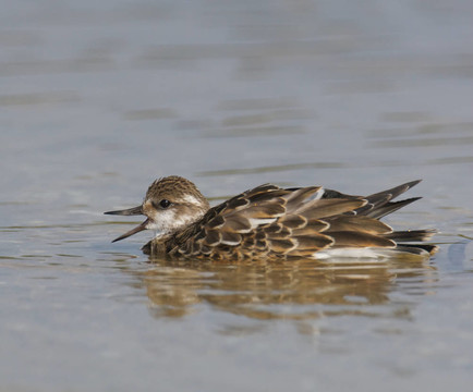 Ruddy Turnstone；Arenaria的任何
