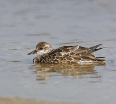 Ruddy Turnstone；Arenaria的任何