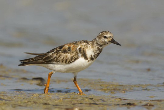 Ruddy Turnstone；Arenaria的任何