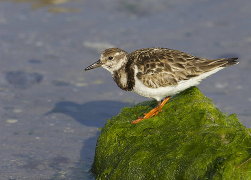 Ruddy Turnstone；Arenaria的任何