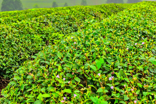 茶樹 茶園