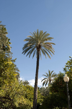 Palmtree花園