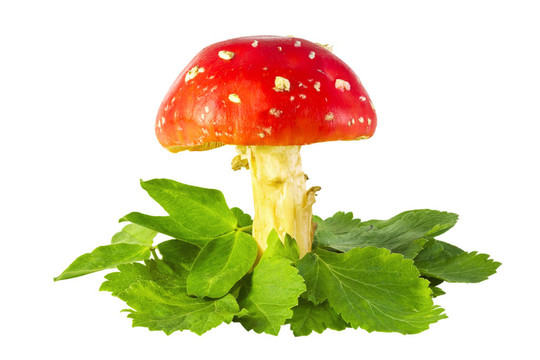 鵝膏菌