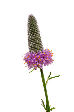 紫三葉（Dalea菊）的野花