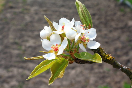 Flowering分公司