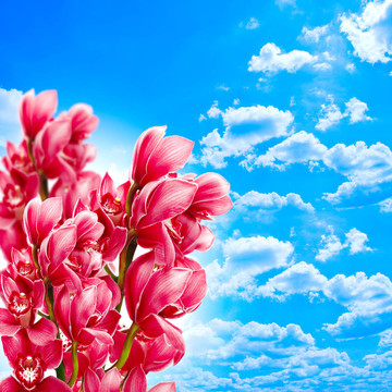 蘭花在藍天上
