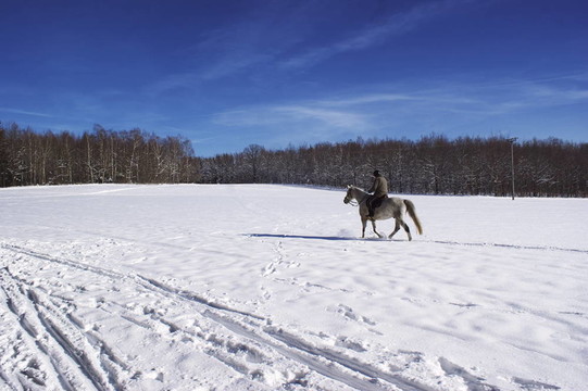 雪地上的馬和騎手