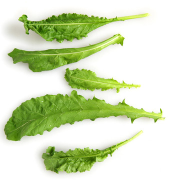 單兵火箭的葉子