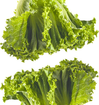 新鮮的生菜的背景