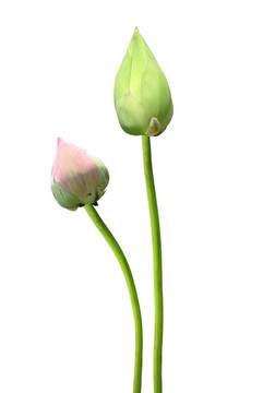 年輕的熱帶蓮花