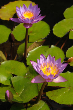 蓮花池