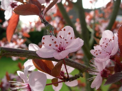 櫻花