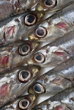 鳳尾魚的紋理。