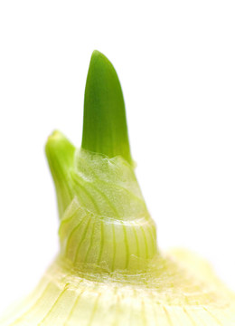芽的洋蔥