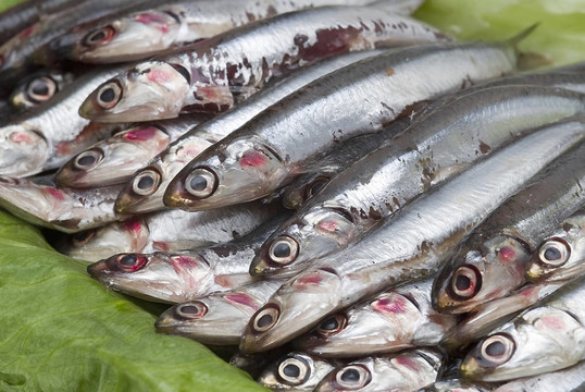一些綠色葉子的鳳尾魚(yú)。
