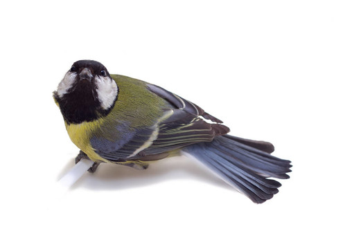 大山雀；Parus Major