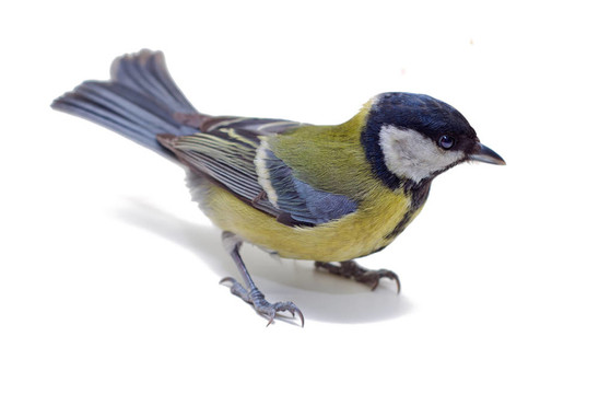 大山雀；Parus Major