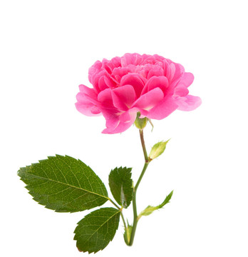 粉紅色的花玫瑰