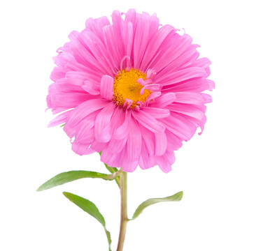 粉紅色的紫菀