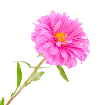粉紅色的紫菀
