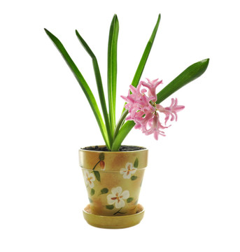 風(fēng)信子花