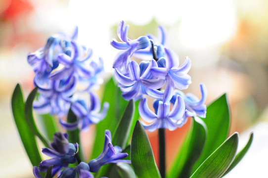 鮮花盛開的藍(lán)色風(fēng)信子特寫