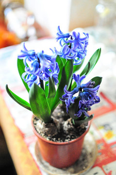 朵朵風(fēng)信子花盆栽特寫