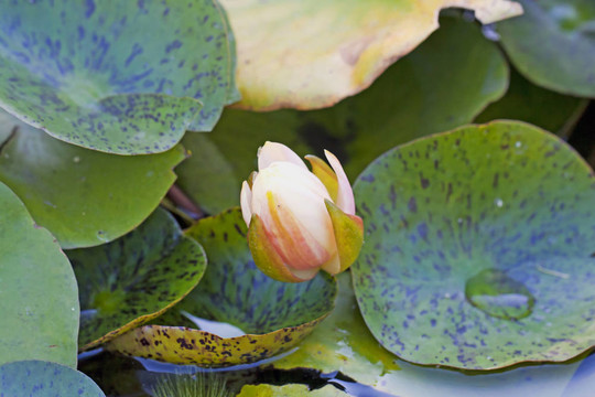 蘭花