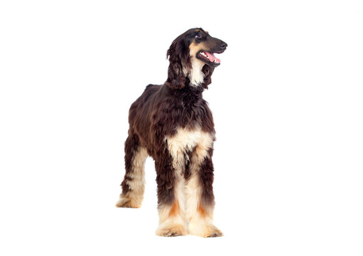 阿拉伯獵犬